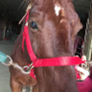 Meet your Posher, Nyla